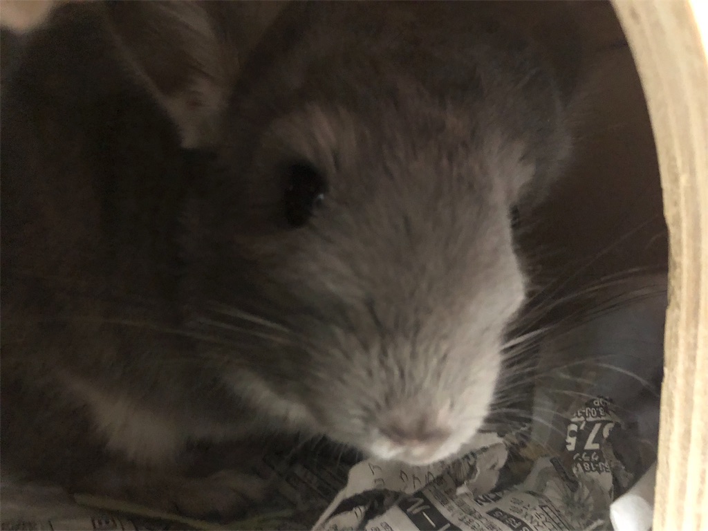 f:id:degus0401:20180916040238j:image f:id:degus0401:20180916040238j:image