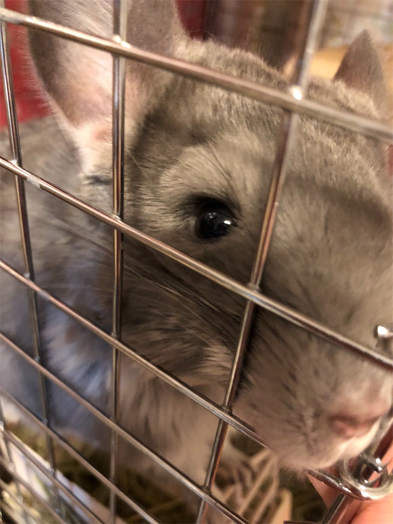 f:id:degus0401:20180916040348j:image f:id:degus0401:20180916040348j:image