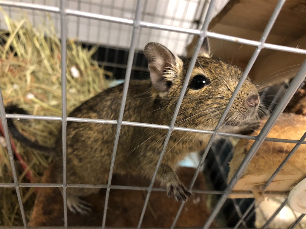 f:id:degus0401:20181120005351j:image f:id:degus0401:20181120005351j:image