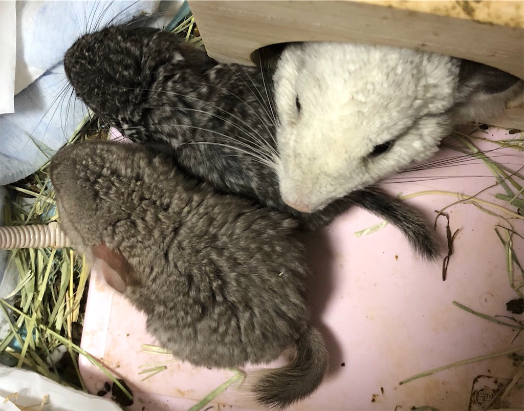 f:id:degus0401:20190102001414j:image f:id:degus0401:20190102001414j:image