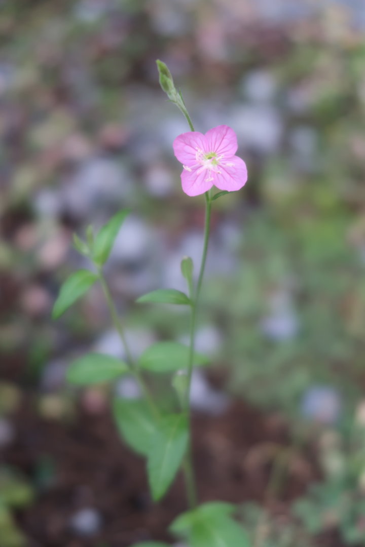 f:id:deis:20170612014021j:plain f:id:deis:20170612014021j:plain