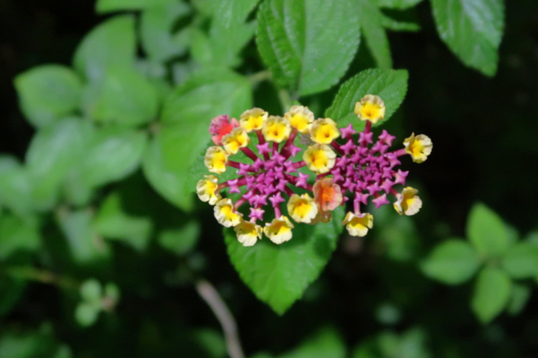 f:id:deis:20170701004454j:plain f:id:deis:20170701004454j:plain