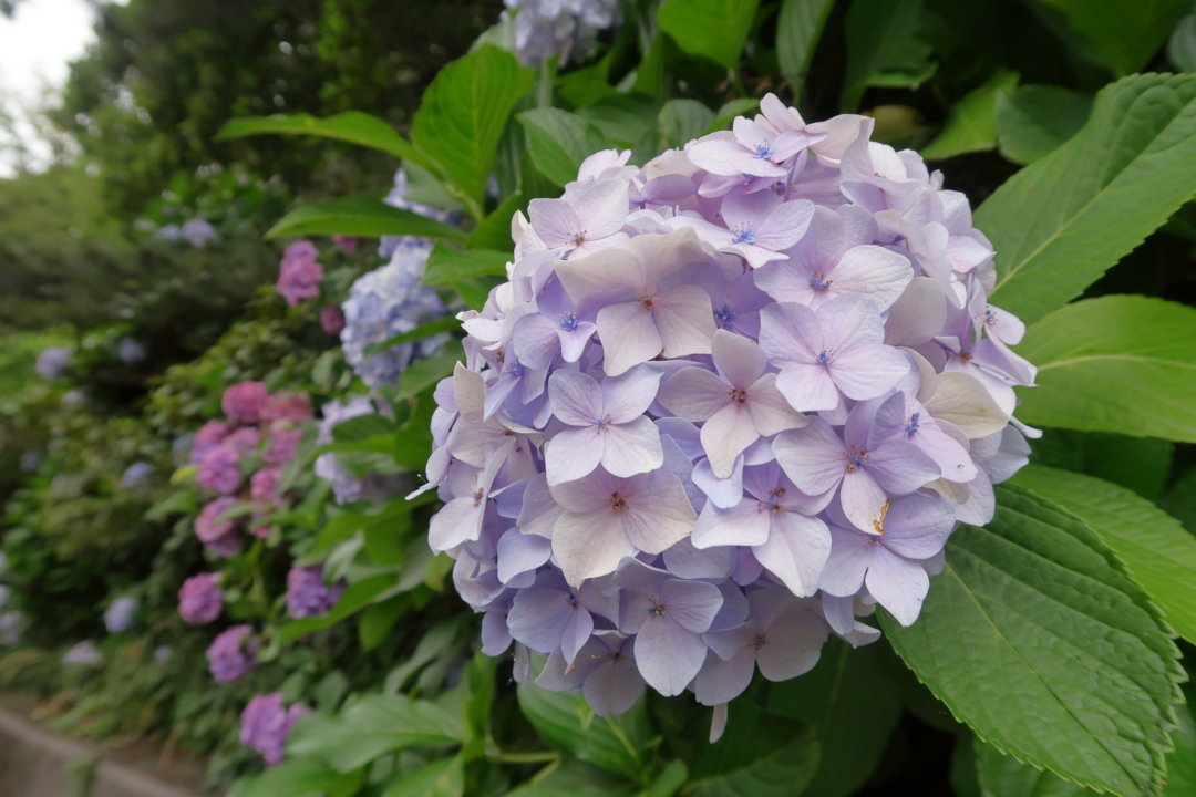 f:id:deis:20170705010203j:plain