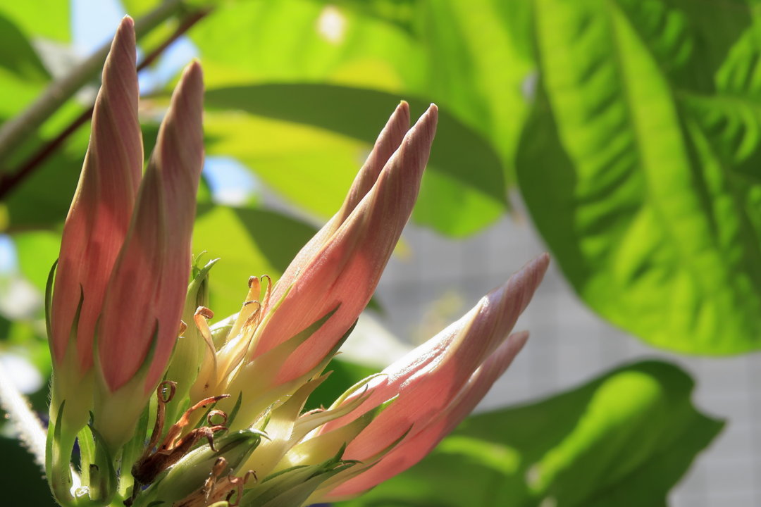 f:id:deis:20170717014300j:plain