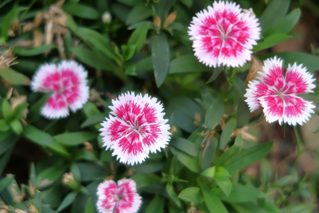 f:id:deis:20170717014309j:plain f:id:deis:20170717014309j:plain