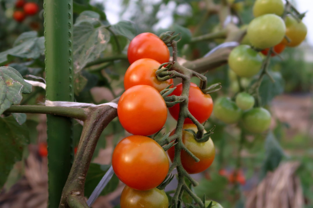 f:id:deis:20170720004127j:plain