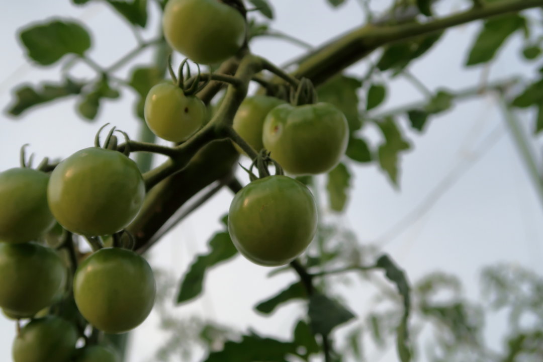 f:id:deis:20170720004137j:plain