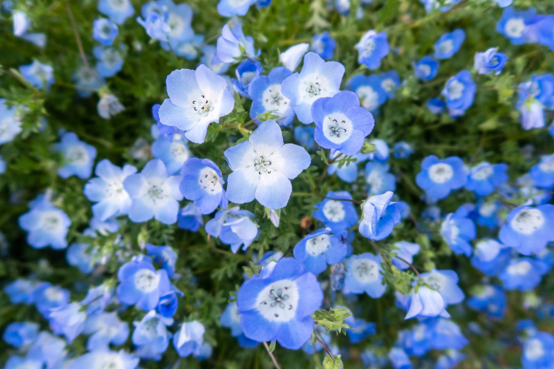 f:id:deis:20200507132005j:plain