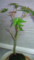 20111221202906