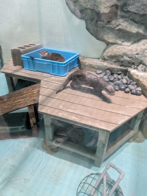 f:id:dekunobouchang:20250505191151j:image
