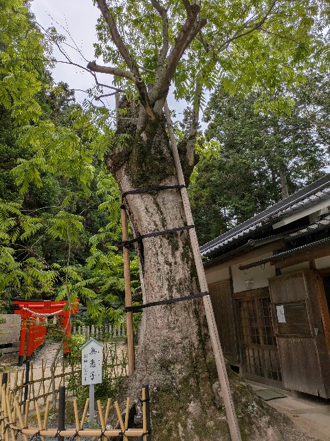f:id:dekunobouchang:20250518192032j:image