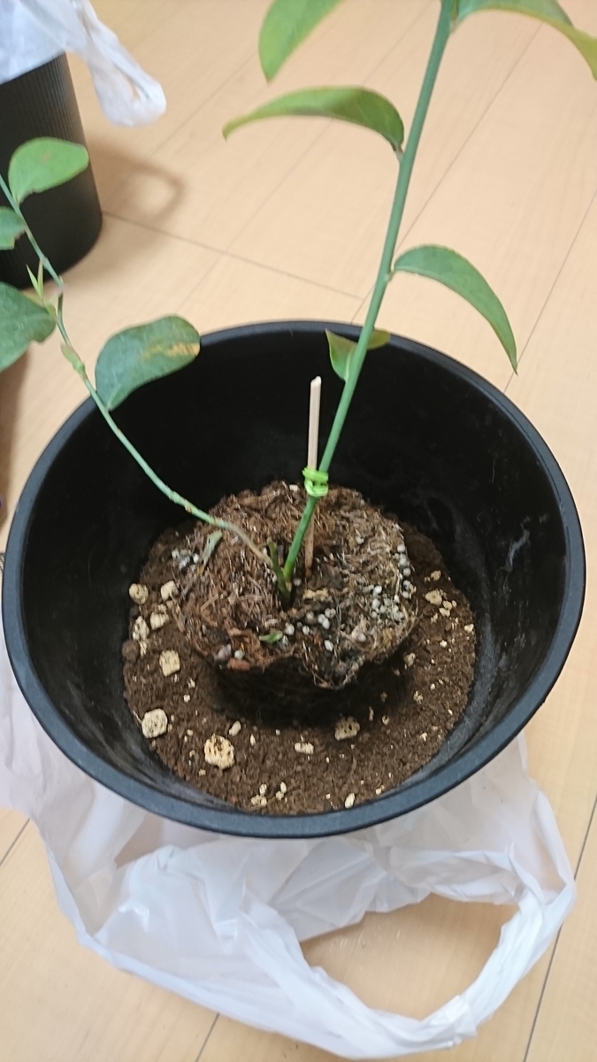 f:id:dekuo-03:20190325160742j:plain