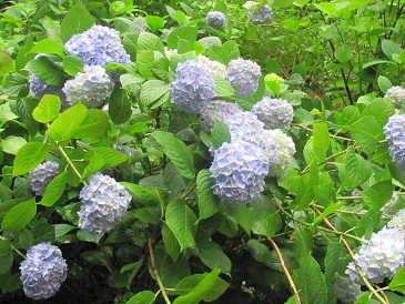 f:id:delibo5ext:20110612110531j:image f:id:delibo5ext:20110612110531j:image