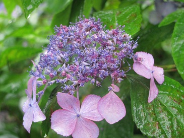 f:id:delibo5ext:20110612125913j:image f:id:delibo5ext:20110612125913j:image