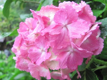 f:id:delibo5ext:20110612130023j:image f:id:delibo5ext:20110612130023j:image