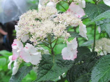f:id:delibo5ext:20110612130114j:image f:id:delibo5ext:20110612130114j:image