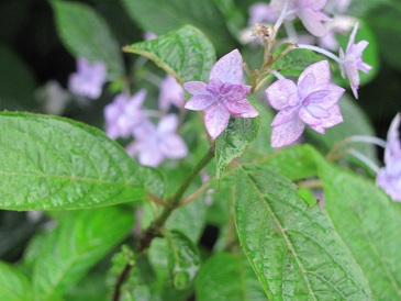 f:id:delibo5ext:20110612130127j:image f:id:delibo5ext:20110612130127j:image