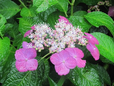f:id:delibo5ext:20110612130319j:image f:id:delibo5ext:20110612130319j:image