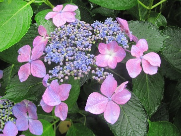 f:id:delibo5ext:20110612130410j:image f:id:delibo5ext:20110612130410j:image