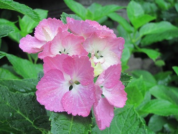 f:id:delibo5ext:20110612130417j:image f:id:delibo5ext:20110612130417j:image