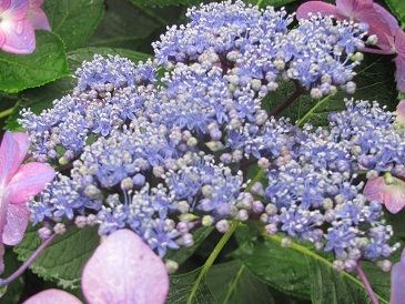 f:id:delibo5ext:20110612130425j:image f:id:delibo5ext:20110612130425j:image