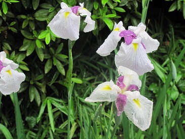 f:id:delibo5ext:20110612131614j:image f:id:delibo5ext:20110612131614j:image