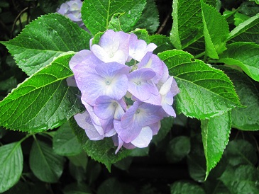 f:id:delibo5ext:20110612135124j:image f:id:delibo5ext:20110612135124j:image