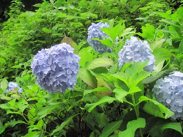 f:id:delibo5ext:20110612135140j:image f:id:delibo5ext:20110612135140j:image