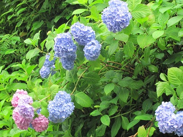 f:id:delibo5ext:20110612135207j:image f:id:delibo5ext:20110612135207j:image