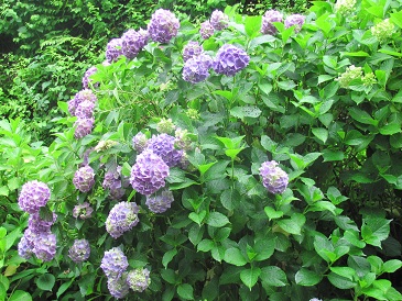 f:id:delibo5ext:20110612135252j:image f:id:delibo5ext:20110612135252j:image