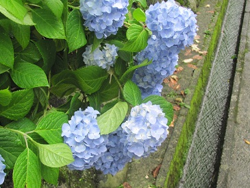 f:id:delibo5ext:20110612135306j:image f:id:delibo5ext:20110612135306j:image