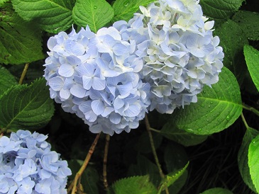 f:id:delibo5ext:20110612135335j:image f:id:delibo5ext:20110612135335j:image