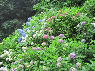 f:id:delibo5ext:20110612135459j:image f:id:delibo5ext:20110612135459j:image
