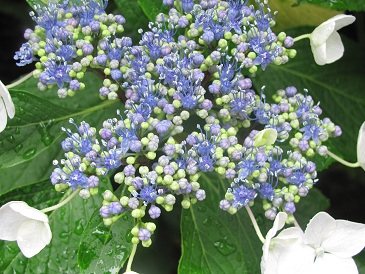f:id:delibo5ext:20110612135549j:image f:id:delibo5ext:20110612135549j:image
