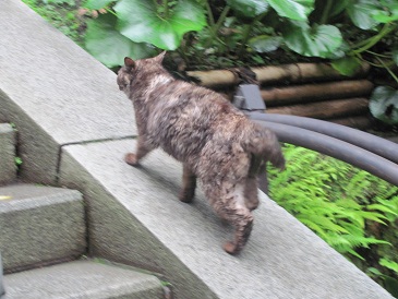 f:id:delibo5ext:20110612144727j:image f:id:delibo5ext:20110612144727j:image