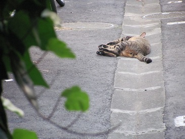 f:id:delibo5ext:20110703170524j:image f:id:delibo5ext:20110703170524j:image