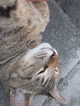 f:id:delibo5ext:20110703170637j:image f:id:delibo5ext:20110703170637j:image