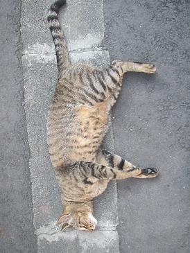 f:id:delibo5ext:20110703170724j:image f:id:delibo5ext:20110703170724j:image