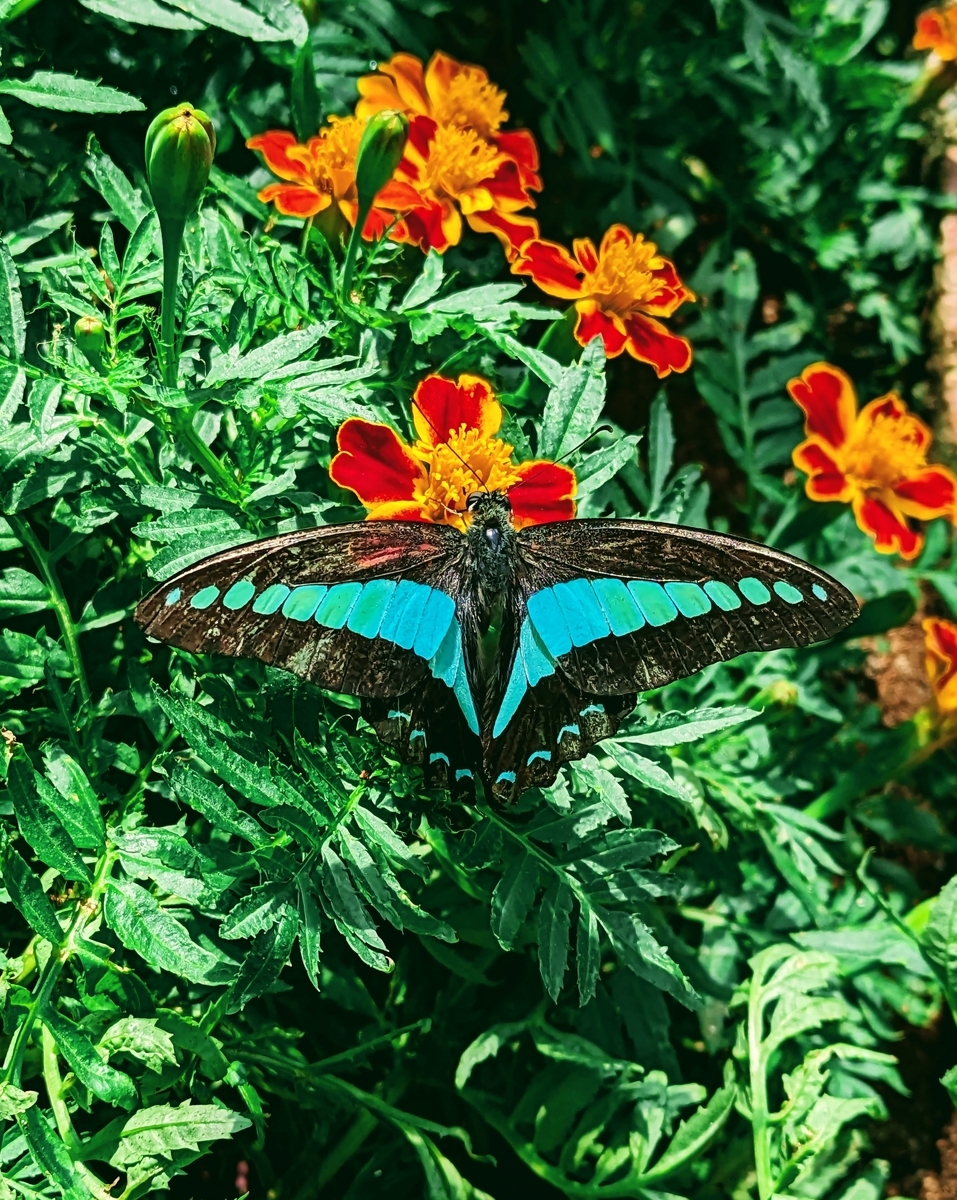 レア！マレーシア 蝶の標本 12種 海外 蝶々 カラフル バタフライパーク