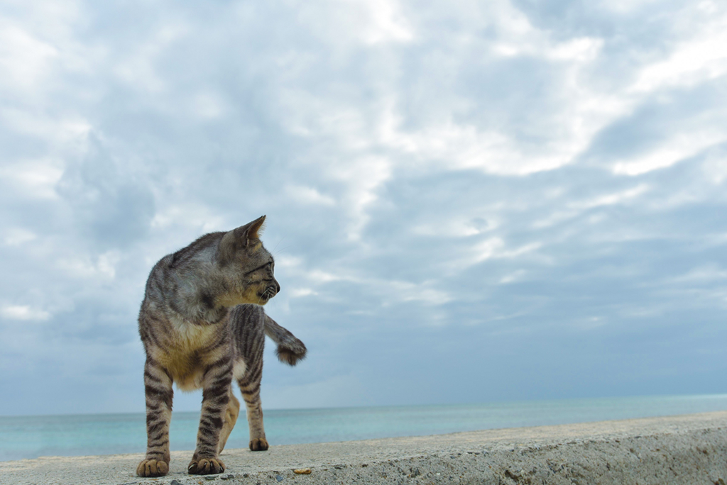 f:id:demcoe:20161221191414j:plain