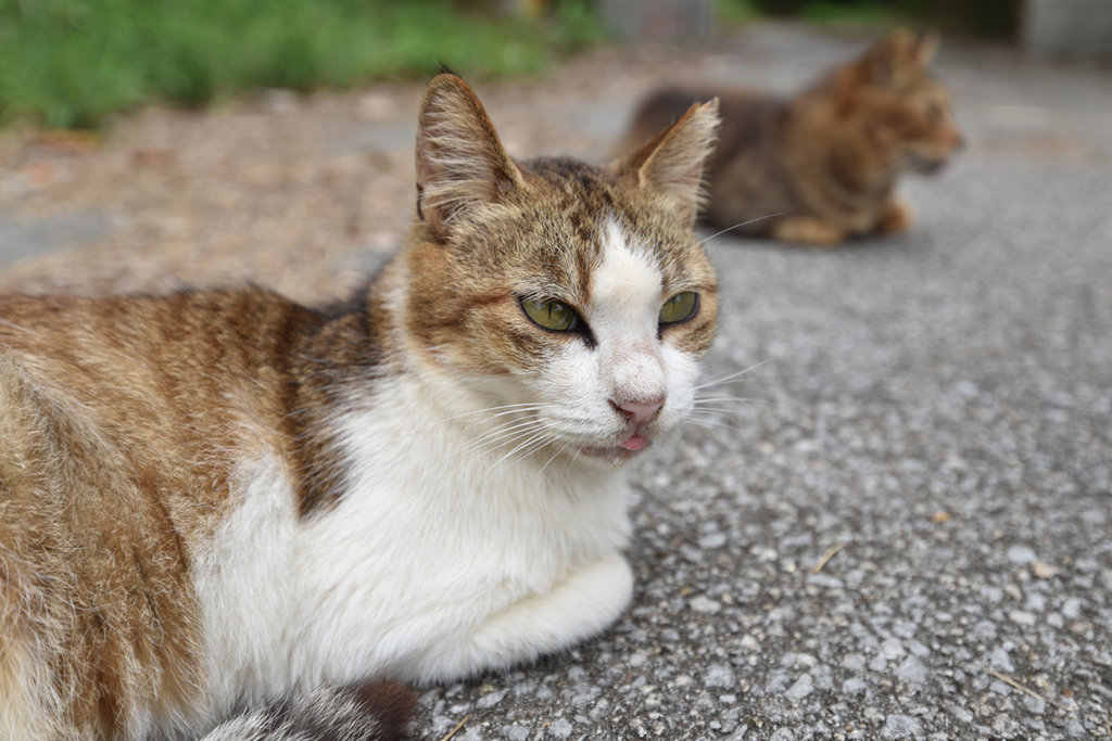 f:id:demcoe:20161221191437j:plain