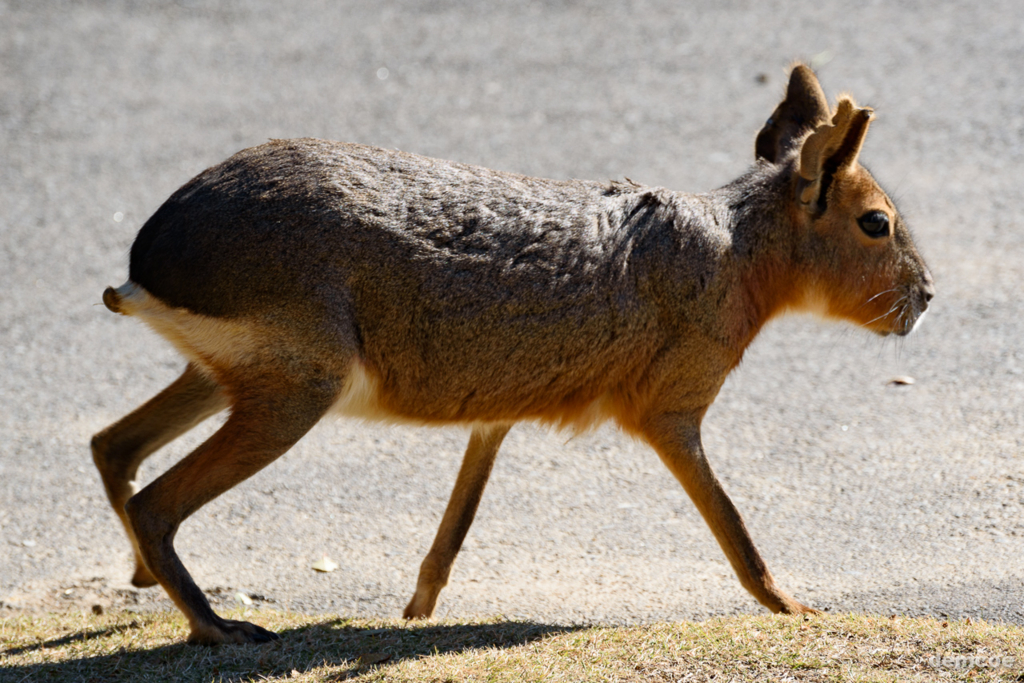 f:id:demcoe:20170102021410j:plain