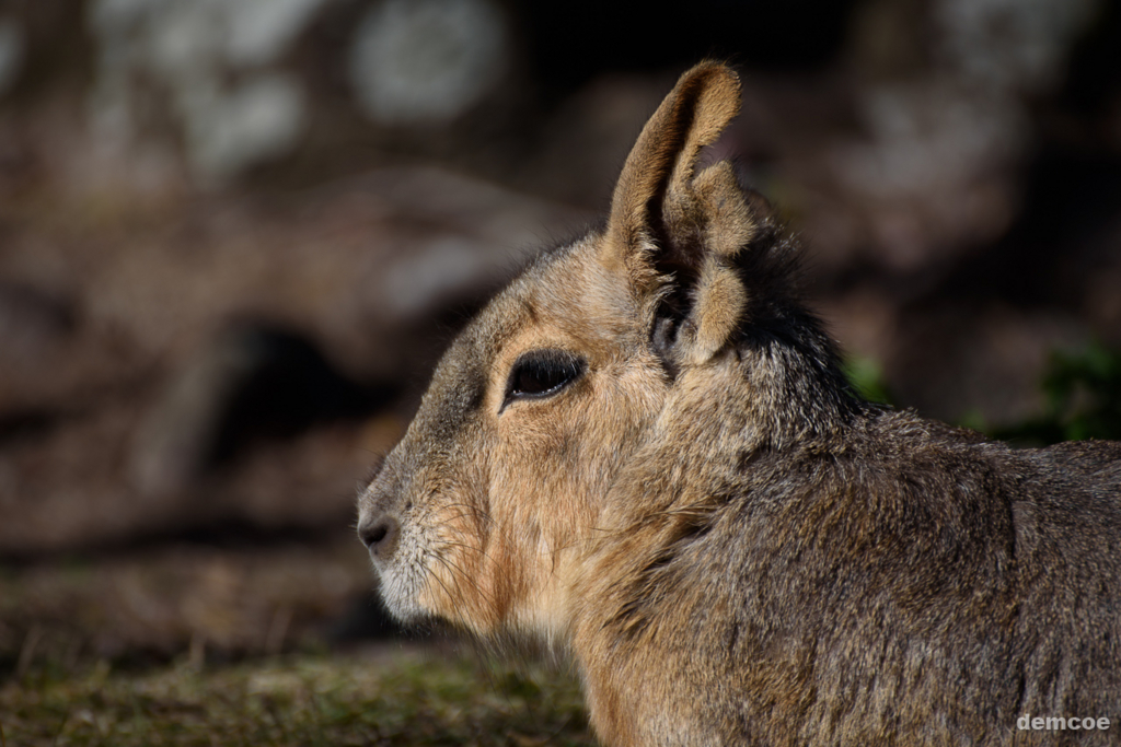 f:id:demcoe:20170102021559j:plain