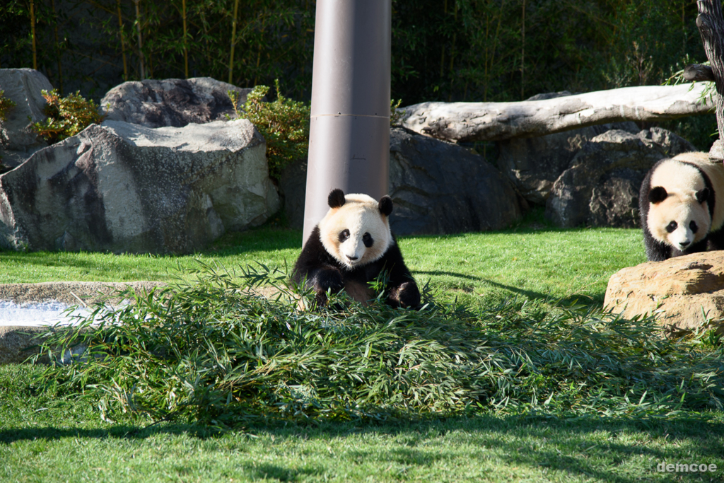 f:id:demcoe:20170106020912j:plain