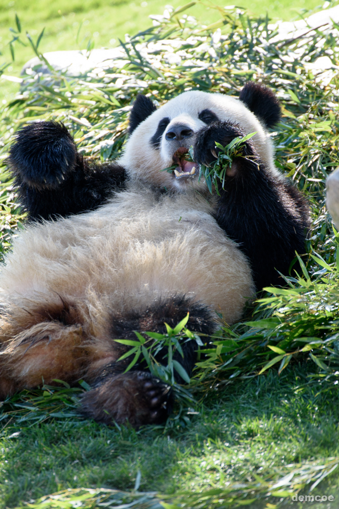 f:id:demcoe:20170106020921j:plain