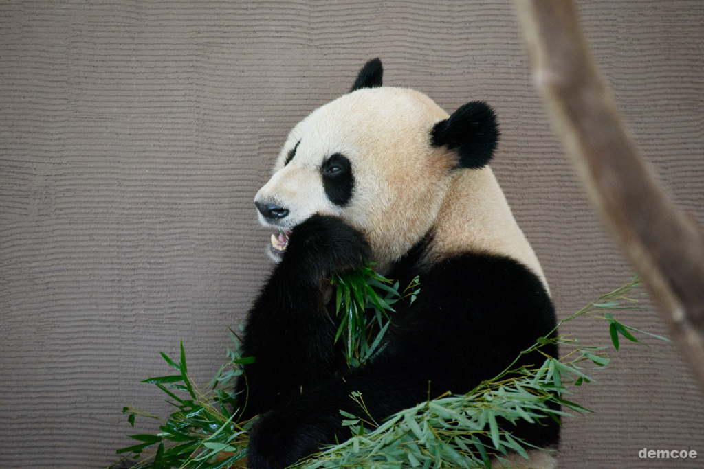 f:id:demcoe:20170106020931j:plain