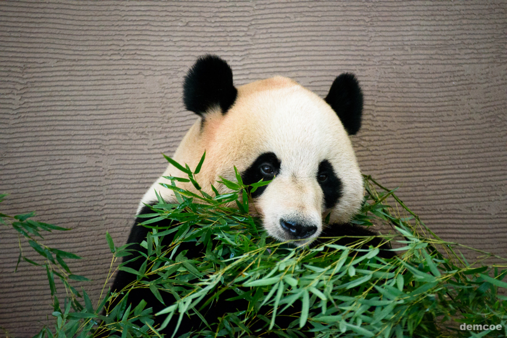 f:id:demcoe:20170106020939j:plain