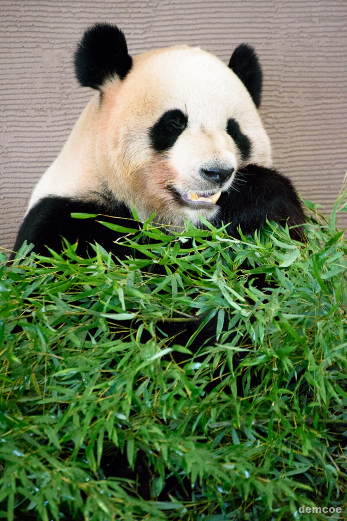 f:id:demcoe:20170106020947j:plain