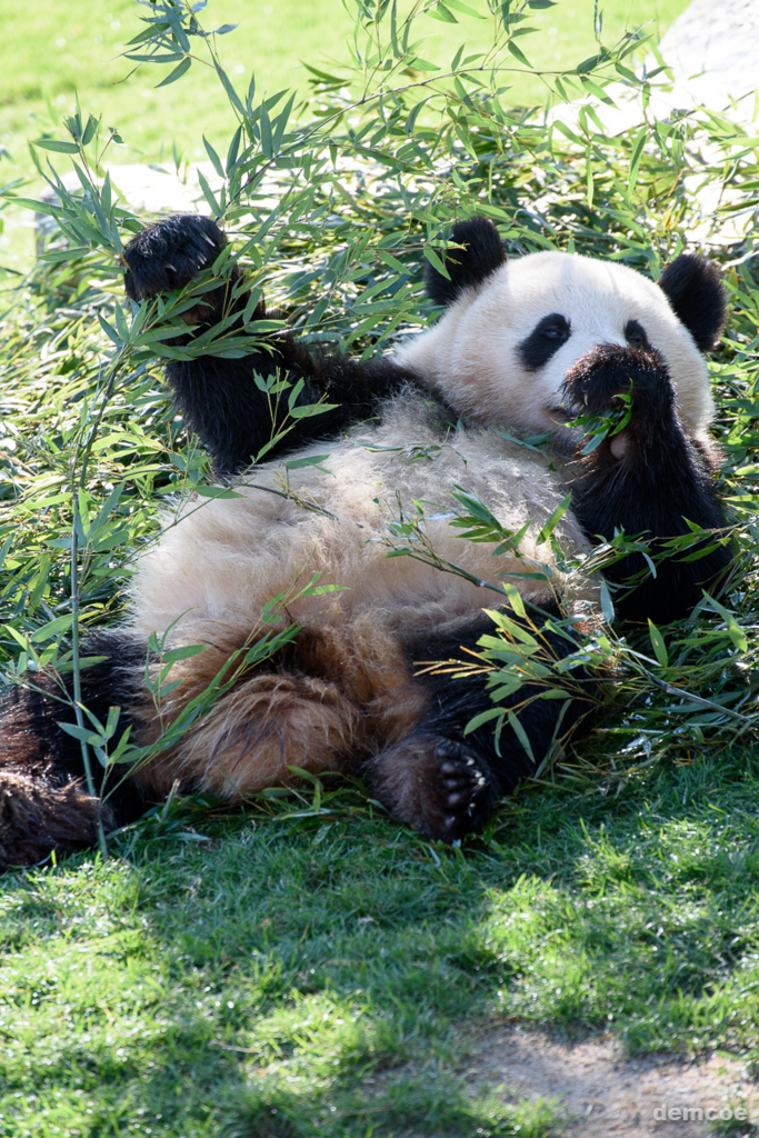 f:id:demcoe:20170106021002j:plain