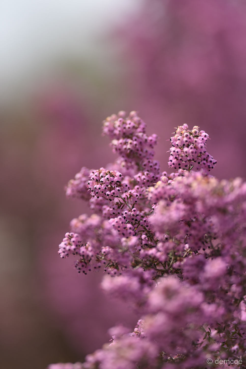 f:id:demcoe:20170325175948j:plain